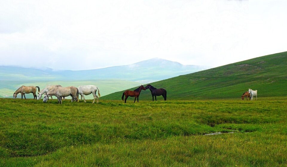 wild mustang horse herd