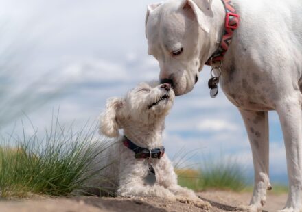 xoloitzcuintli dog breeder interaction