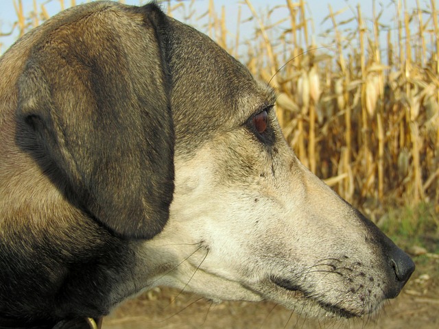 A young greyhound puppy lying calmly on a plush rug, looking alert and curious