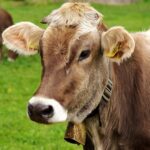 australian cattle dog working livestock
