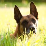 brindle belgian malinois dog