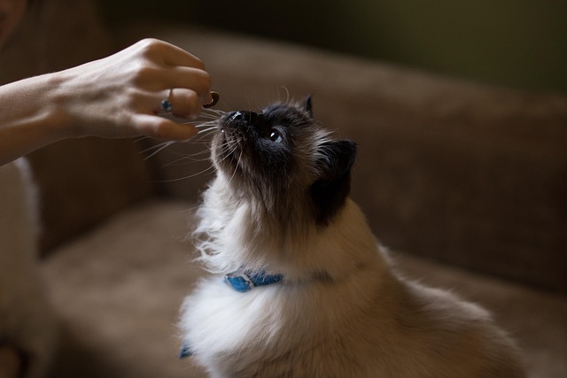 A cat eagerly eating Fancy Feast Petites from a small bowl