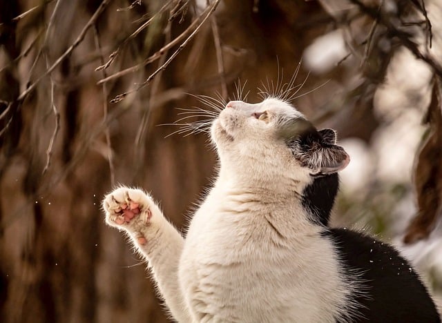 A cat looking distressed with a droplet of oil near its nose