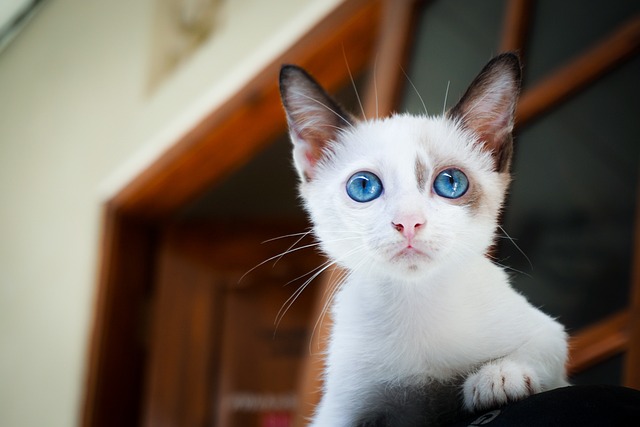 A cat looking uncomfortable near a burning cinnamon-scented candle.