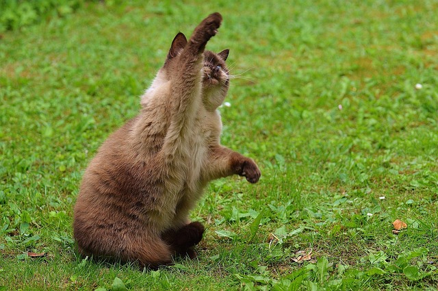 Cat playing with a blue feather wand, highlighting contrast and movement