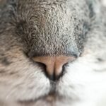 cat sniffing cinnamon