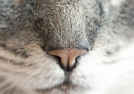 cat sniffing cinnamon