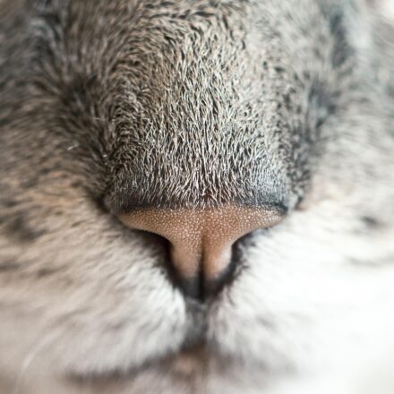 cat sniffing cinnamon