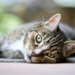 cat vision colour spectrum