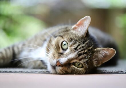 cat vision colour spectrum