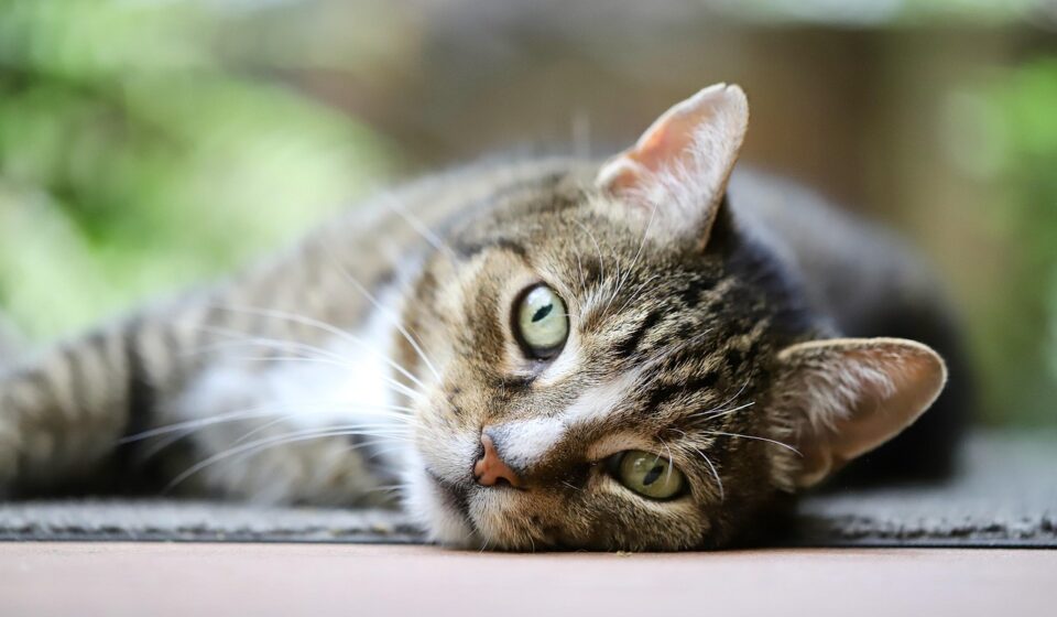 cat vision colour spectrum