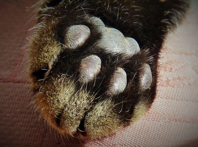 a cat's paw next to a tiny speck of peanut butter to illustrate portion size