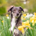 characterful dog breeds