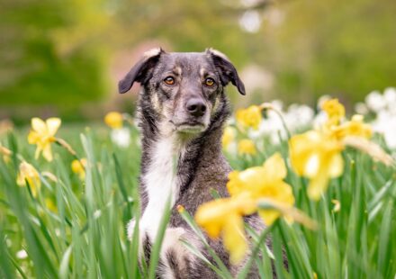 characterful dog breeds