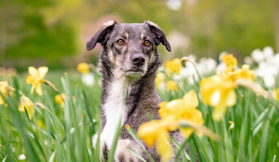 characterful dog breeds