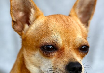 chihuahua dog spelling