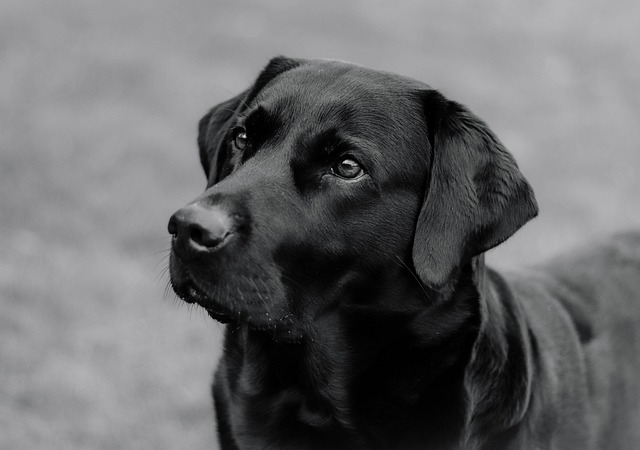 Close-up of a Boxer Labrador mix dog's face, showing alert eyes and a strong muzzle
