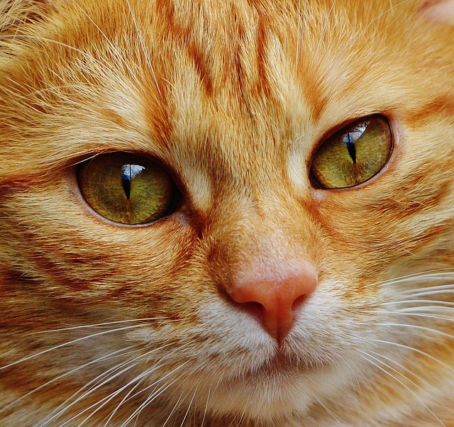 Close-up of a cat intently watching a red laser dot projected by an automated toy on a wooden floor.