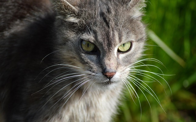 Close-up of a cat's face looking warily at a scattering of cinnamon powder. (can cats have cinnamon)