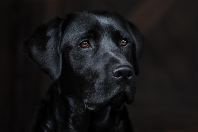 A close-up of a dog's gums, showing paleness indicating potential anaemia.