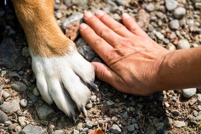 A close-up of a dog's paw being held gently by a groomer during a nail trim.