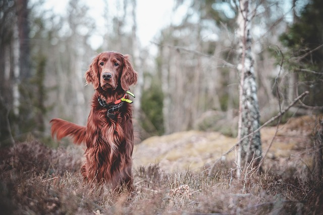 A collection of hunting dog names displayed visually, perhaps on wooden signs or scattered leaves, representing different categories of inspiration.