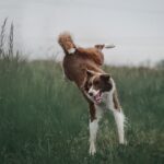 collie dog breeds