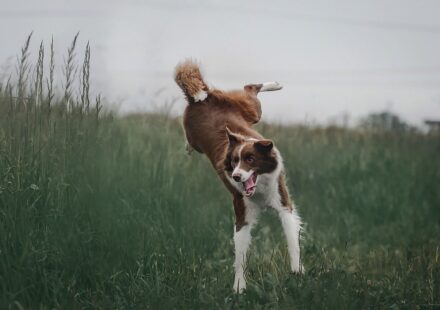 collie dog breeds