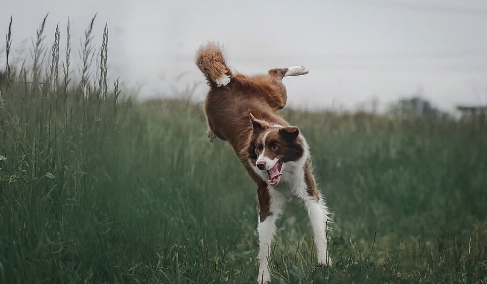 collie dog breeds