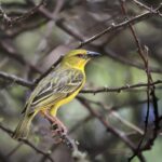 colorful pet bird