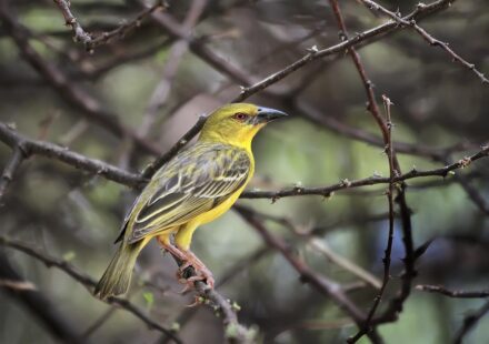 colorful pet bird
