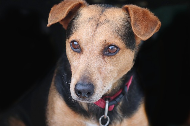 A Dachshund mix dog playing with a toy