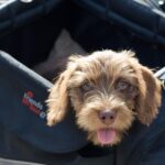 dachshund mix puppies