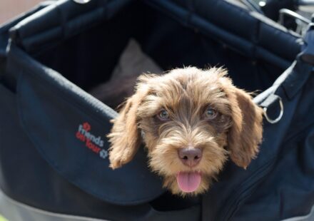 dachshund mix puppies
