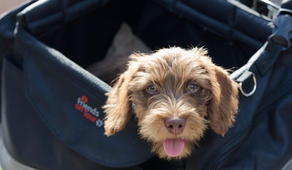 dachshund mix puppies