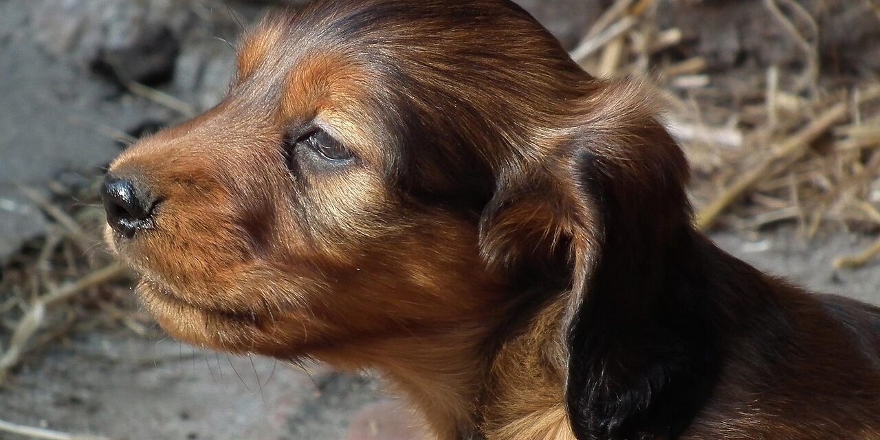 dachshund mix puppy playing