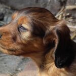 dachshund mix puppy playing