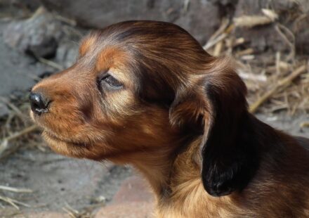 dachshund mix puppy playing