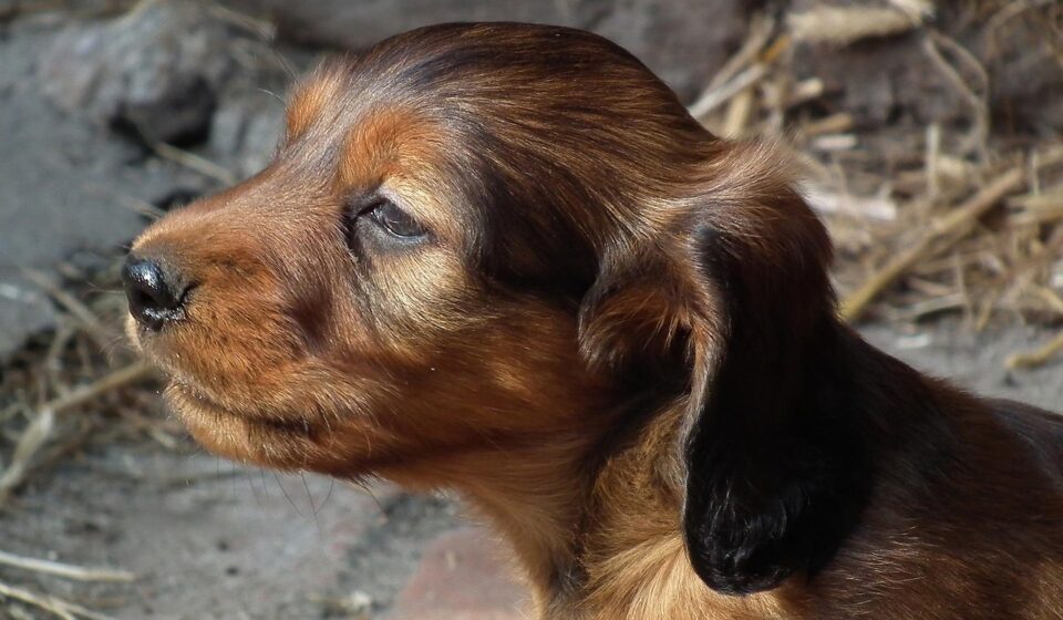 dachshund puppy playing