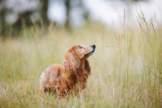 Dachshunds in three coat variations: smooth, wire-haired, and long-haired