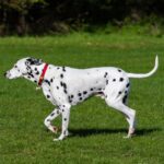 dalmatian mix dog