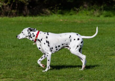 dalmatian mix dog