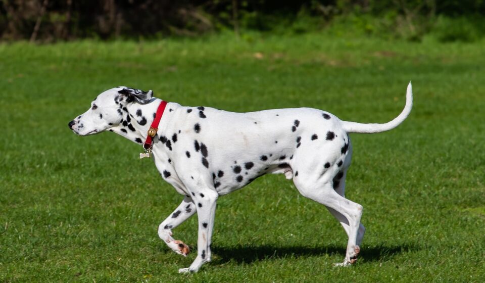dalmatian mix dog