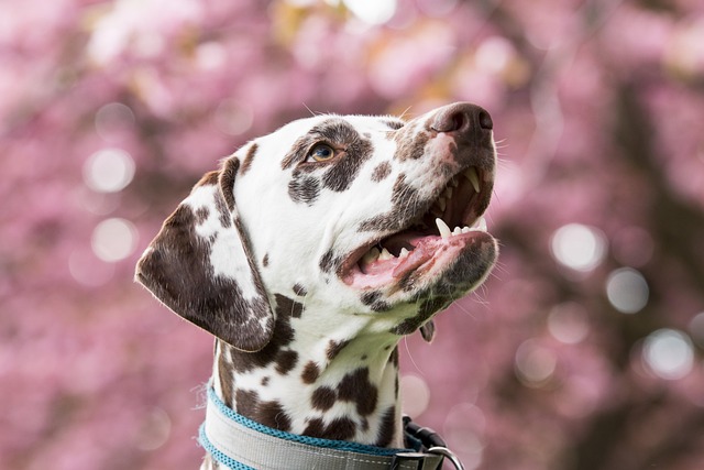 A Dalmatian mix interacting calmly with a child