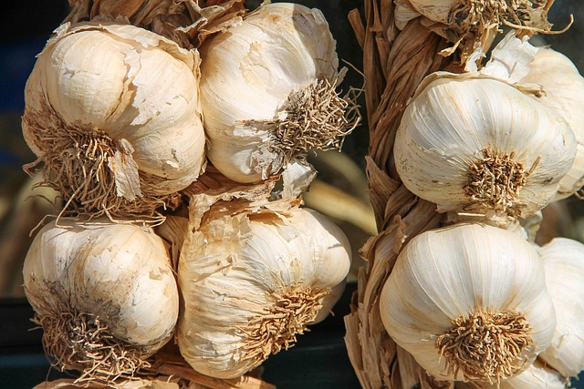 A diagram showing the Allium family of plants, highlighting garlic, onions, and chives. (can dogs have garlic)