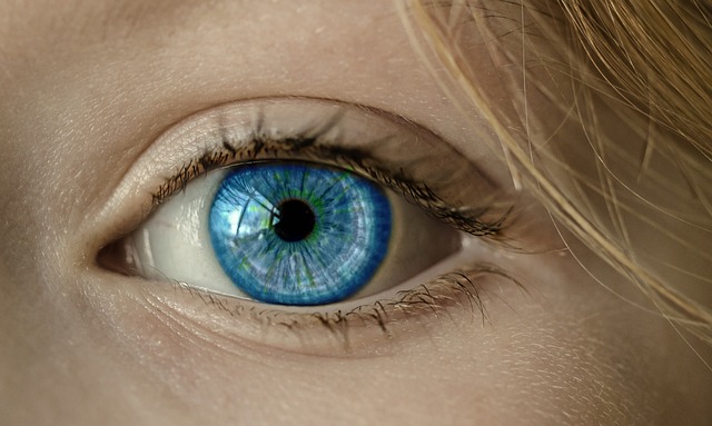 Diagram showing a cat's retina with highlighted rod and cone cells (what colors can cats see)