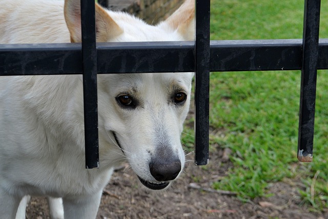 A dog looking guilty after potentially eating something it shouldn't have, with a kitchen floor in the background.