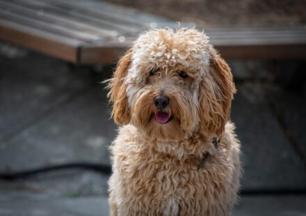 dog wearing Top Paw harness