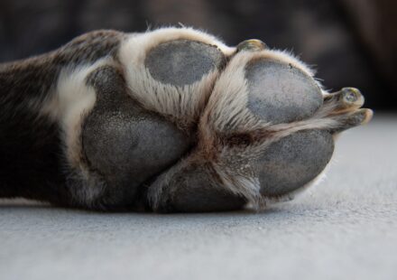 dog wearing top paw harness