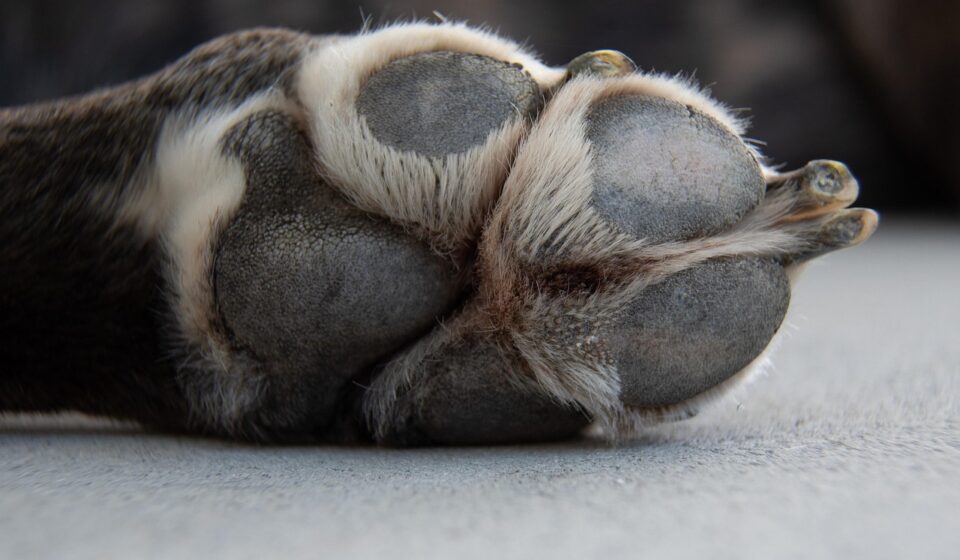 dog wearing top paw harness